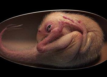 চীনে ডাইনোসরের নিখুঁত ভ্রূণ আবিষ্কার