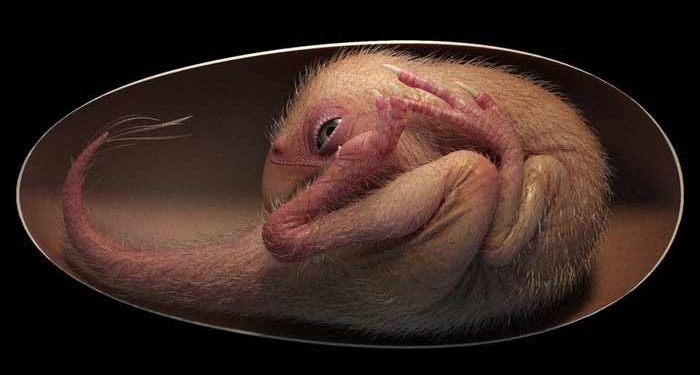 চীনে ডাইনোসরের নিখুঁত ভ্রূণ আবিষ্কার