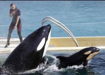 যে তিমি কথা বলতে পারে!