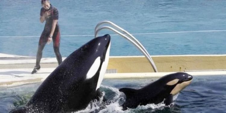 যে তিমি কথা বলতে পারে!