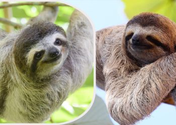 ৪০ মিনিট নিশ্বাস ছাড়াই বাঁচে যে প্রাণী