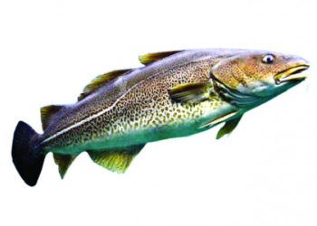 ‘মাছও কথা বলতে পারে’