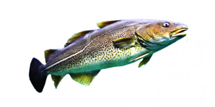 ‘মাছও কথা বলতে পারে’