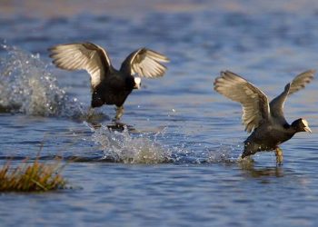 দৌড়বিদ পাখি কালকূট