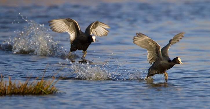 দৌড়বিদ পাখি কালকূট