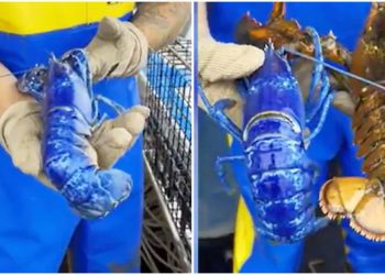 জেলের জালে বিরল নীল রঙা চিংড়ি ,দাম হতে পারে ২০ লাখ টাকা!