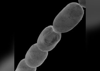 বিশ্বের সবচেয়ে বড় ব্যাকটেরিয়ার সন্ধান