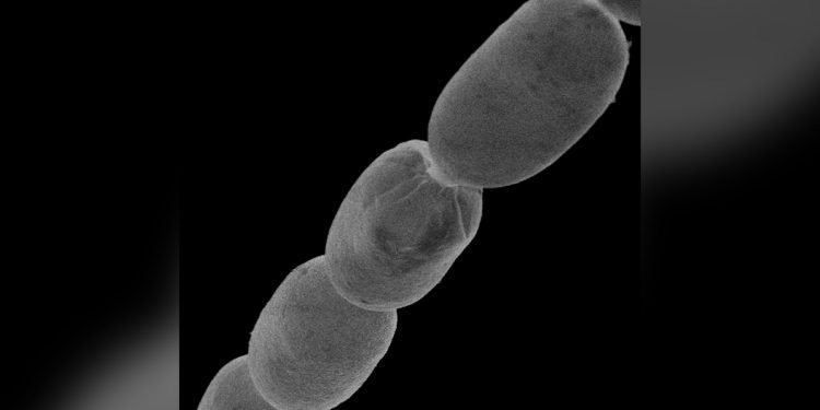 বিশ্বের সবচেয়ে বড় ব্যাকটেরিয়ার সন্ধান