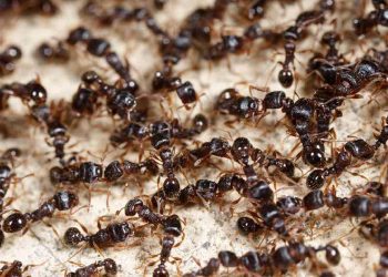 পৃথিবীর মোট পিঁপড়ার ওজন ৩০ লাখ হাতির সমান, জানালেন জীববিজ্ঞানীরা
