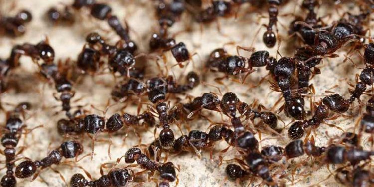 পৃথিবীর মোট পিঁপড়ার ওজন ৩০ লাখ হাতির সমান, জানালেন জীববিজ্ঞানীরা