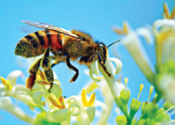 মৌমাছির নাচ রহস্য