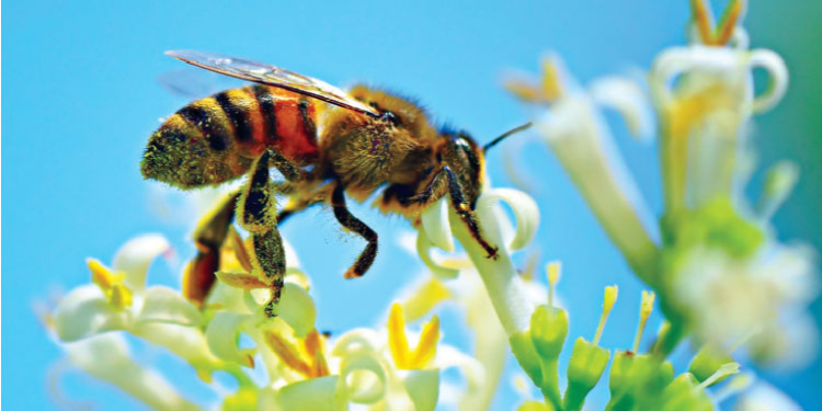 মৌমাছির নাচ রহস্য