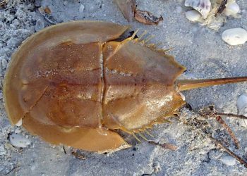 রাজ কাকড়া : নীল রক্তই যার বিলুপ্তির অন্যতম কারণ