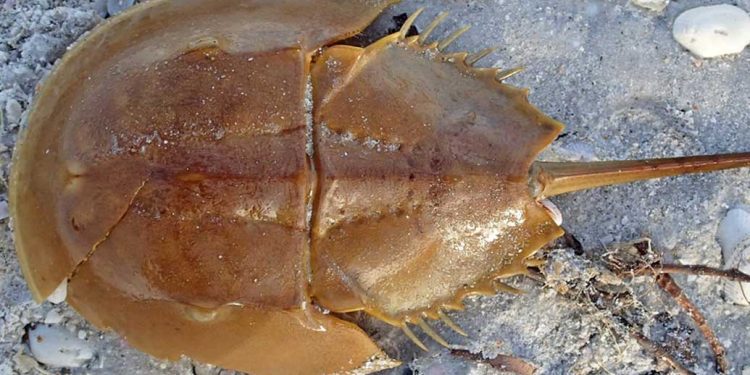 রাজ কাকড়া : নীল রক্তই যার বিলুপ্তির অন্যতম কারণ