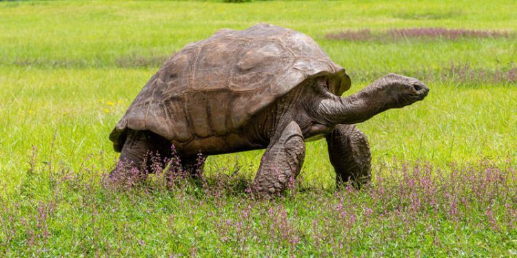 জনাথনের বয়স এখন ১৯০ বছর!