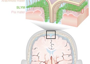 এসএলওয়াইএম: মস্তিষ্কে আবরণ পর্দায় নতুন স্তরের সন্ধান