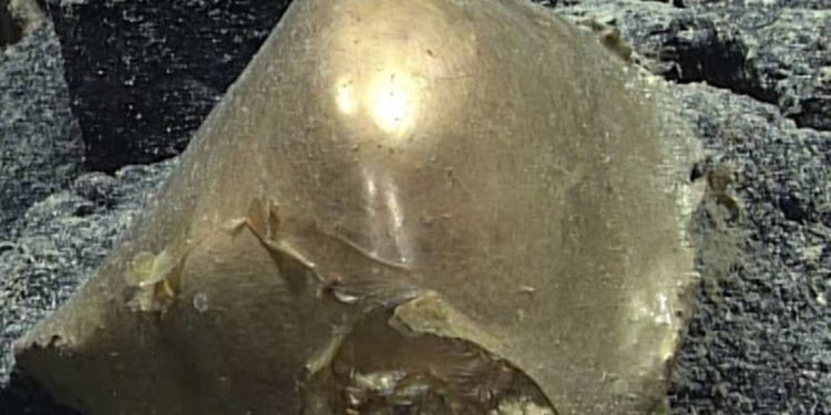 গভীর সাগরতলে মিলেছে সোনার ডিম !