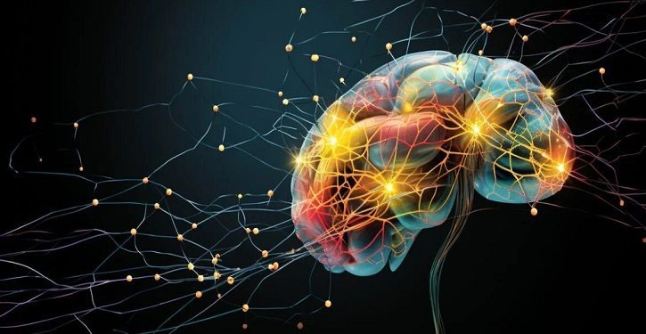 মানব মস্তিষ্কের ‘মানচিত্র’ তৈরি করলেন এক দল বিজ্ঞানী