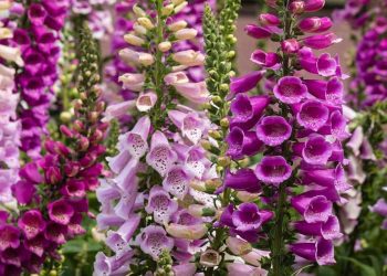 ‘ফক্সগ্লোভ’ ফুলের স্পর্শে হতে পারে মৃত্যু !