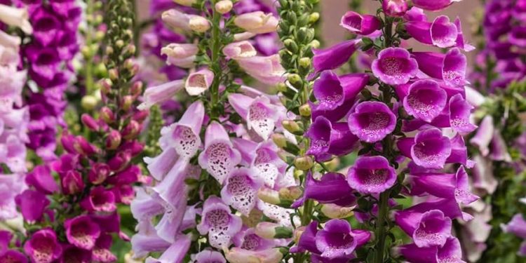 ‘ফক্সগ্লোভ’ ফুলের স্পর্শে হতে পারে মৃত্যু !