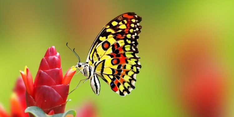 জাবির প্রজাপতি মেলা ২৪ নভেম্বর