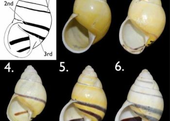 শামুক গবেষণায় যুগান্তকারী সাফল্য  রাজশাহী বিশ্ববিদ্যালয়ের!