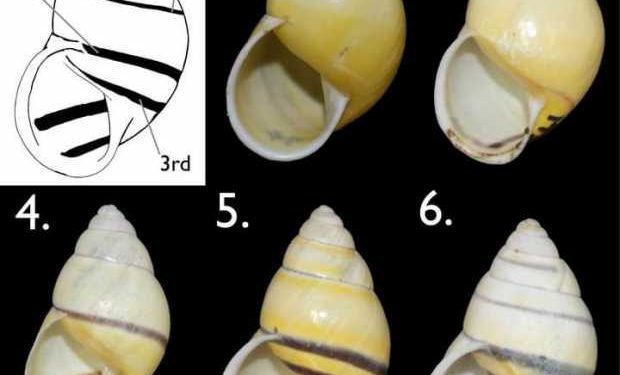 শামুক গবেষণায় যুগান্তকারী সাফল্য  রাজশাহী বিশ্ববিদ্যালয়ের!